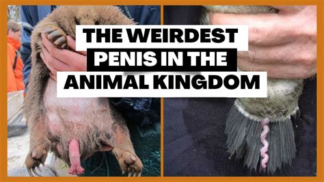 horse cock facts|Nine of the Weirdest Penises in the Animal Kingdom